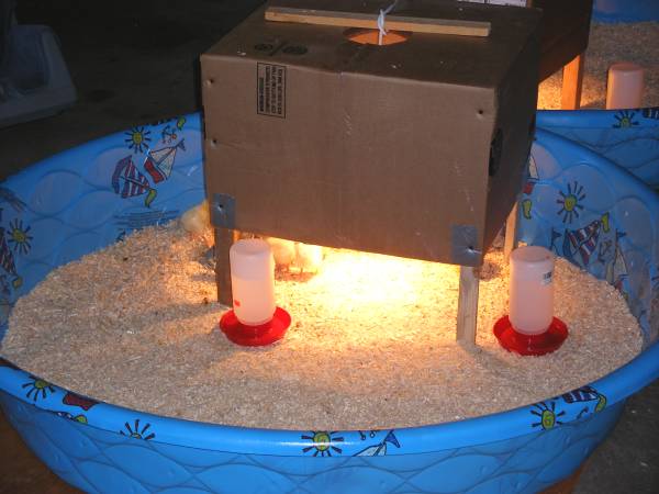 How To Build a Poultry Brooder - Free Chicken Brooder Plans!