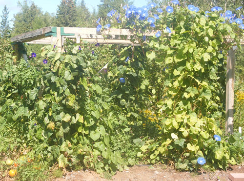 trying our hand at raised beds - Homesteading Questions