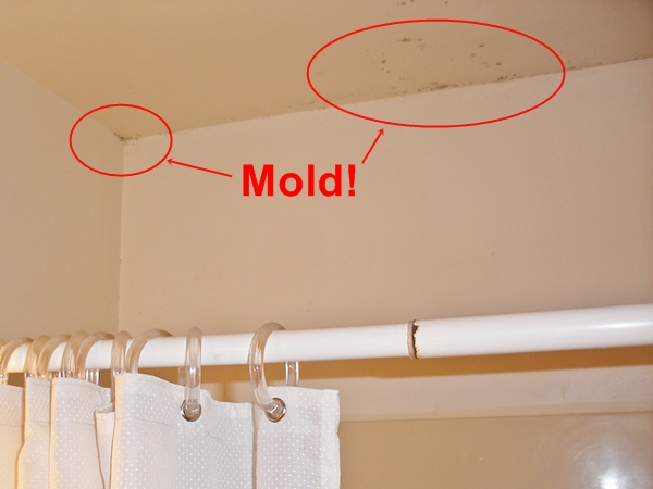 Black Mold Removal And Prevention In Bathroom - How To Remove Mold From Drywall In Bathroom
